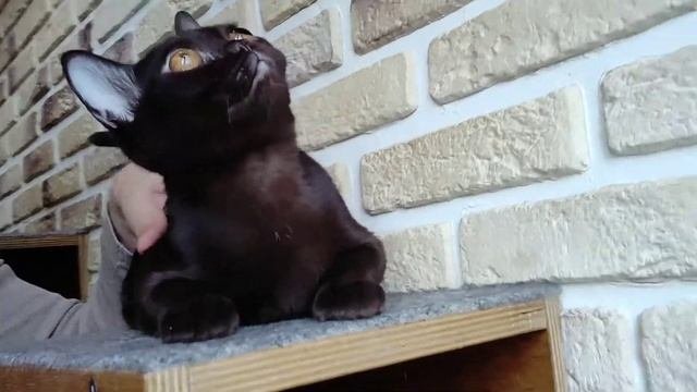 БОМСЕЛФА  Бомбей  Кошка  Коричневая  Bombay
