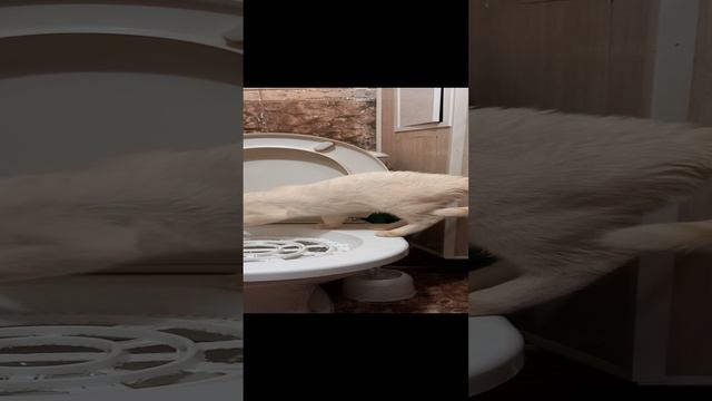 Учимся ходить на унитаз