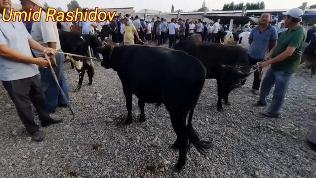 SURXONDARYO SHORCHI MOLBOZORI BOQMA VA SEMIZ BUQALAR NARXLARI 18.06.2023