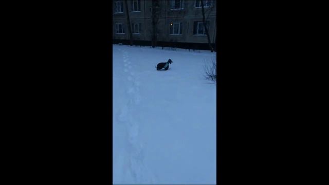 Собака ходит в снегу