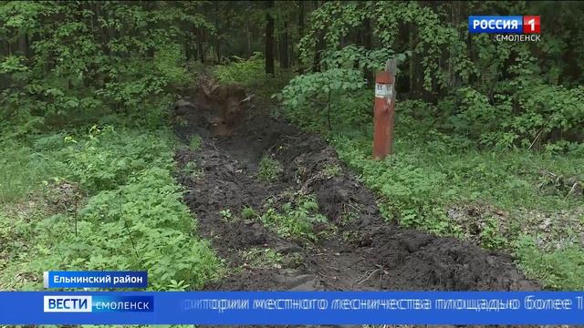 В Смоленской области незаконно вырубили более гектара леса