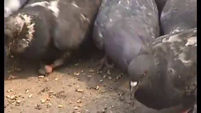 Липецкий пенсионер приручил у себя во дворе  стаю голубей