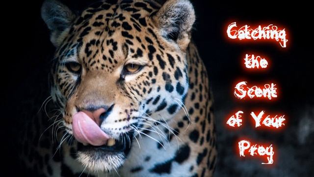 Royalty Free Background Music #36-A (Catching the Scent of Your Prey) Suspense/Percussion