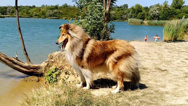 DOG VLOG: Раз собака, два собака. ))