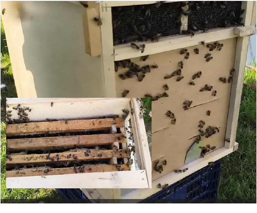 Как пересадить пчел из пчелопакета в улей. Что такое пчелопакет. Будни начинающего пчеловода. Пчелы.
