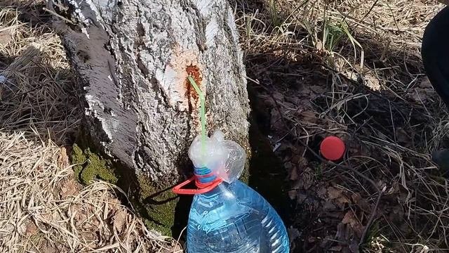 За березовым соком к мурашам