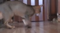 утро абиссинских котят