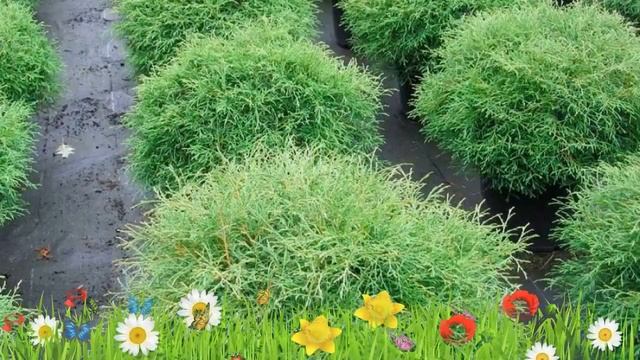 Туя западная Боулинг Болл ? Обзор: посадка и уход. крупномеры туи: описание и особенности