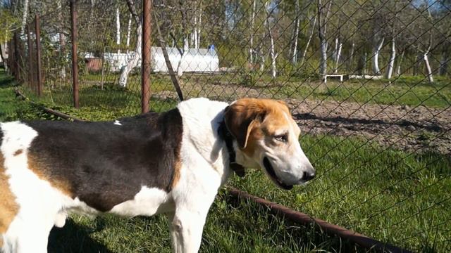 Русская пегая Верный 2018г18  05