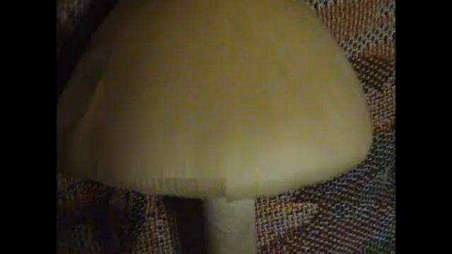 Грибы Поплавки - вкусные съедобные грибы.