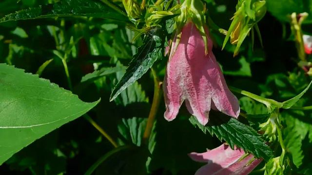 Pink Bell Flowers/Breathtaking Colors of Nature in 4K/UHD!/Flowers #14/Timelapse/Video Footage