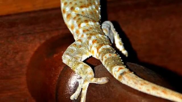 Гекконы кукушки на Бали / Screaming Geckos On Bali
