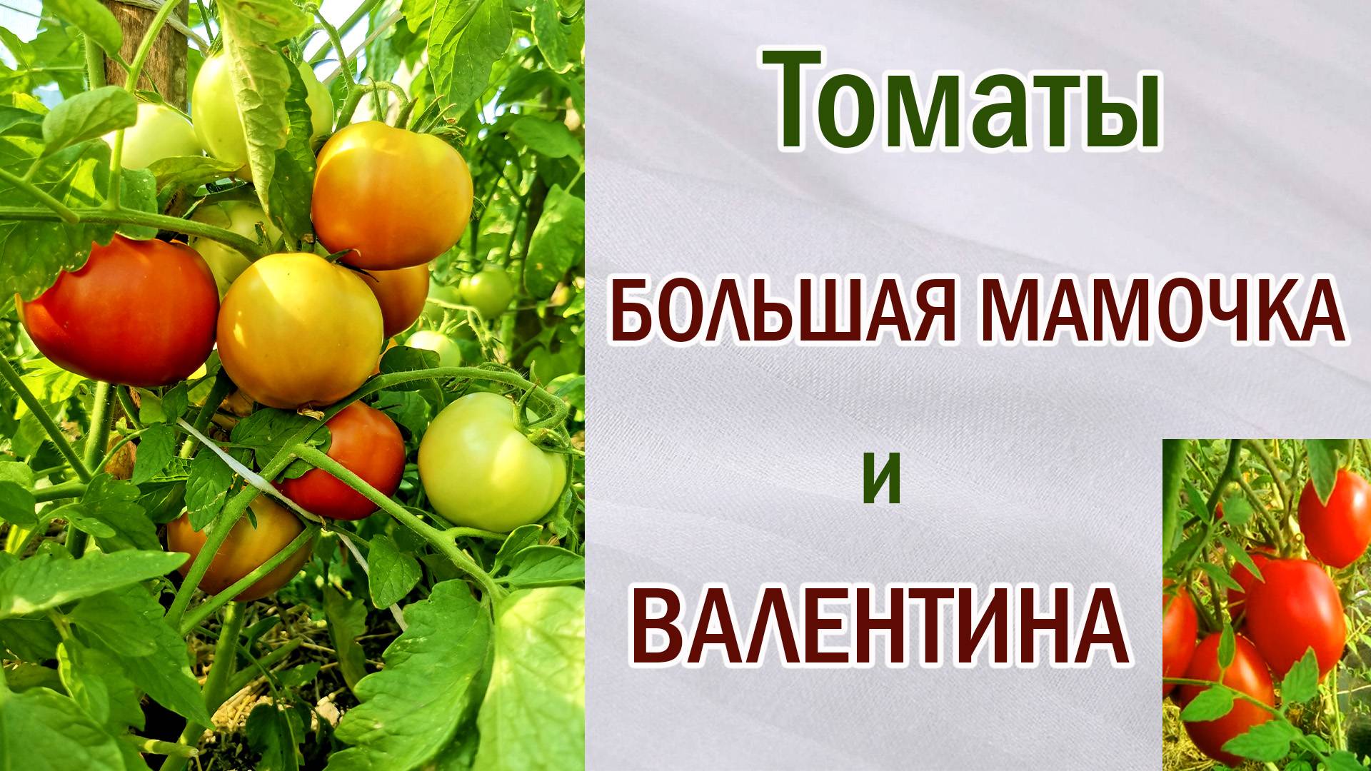 Обзор томатов "Валентина" и "Большая мамочка". Урожайность. Размер. Вкус.