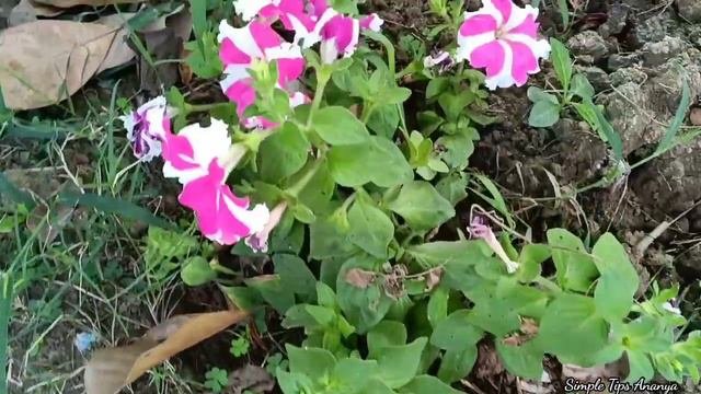 Petunia Flowers In My Home Garden | Beautiful Nature Video |Simple Tips Ananya