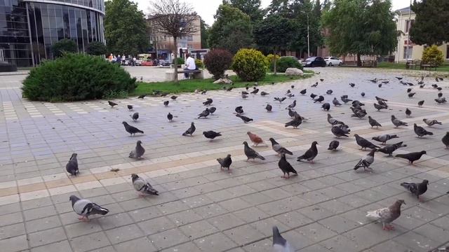 Птицы .г.Белореченск.