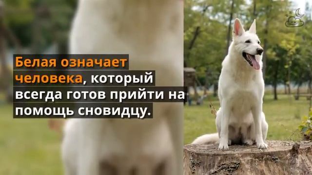 К чему снится овчарка