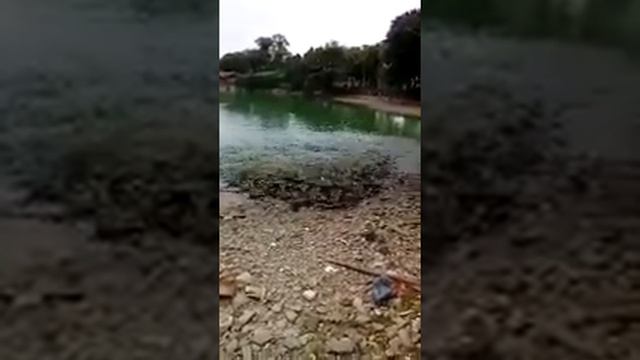 Бешеные рыбы атаковали их кормильца
