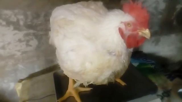 выход мяса с бройлера / забой бройлеров