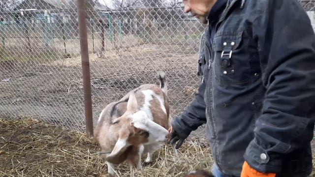 #145 Как поживают наши козы.#козы #нуйбийскаякоза
