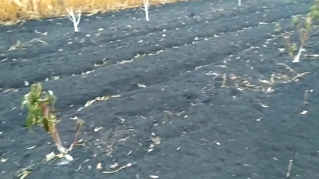 Как зимуют персики однолетки?