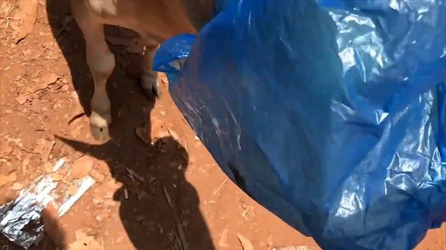 Полиция разгоняет собак БЕГЕМОТ на пляже Гоа Конец Карантина совпал с НАЧАЛОМ  жести Арамболь