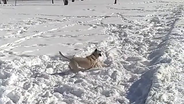 Пуля и школа жизни