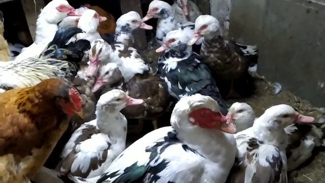 Индоутки и куры поморозили лапки ???