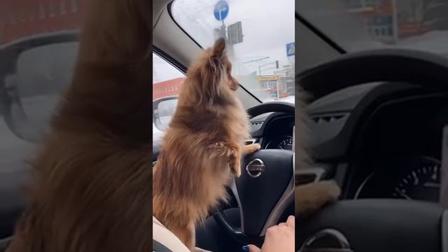 Смотреть видео онлайн