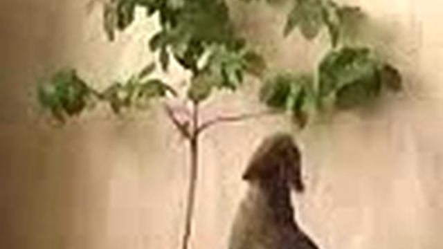 моя кошка травоядный жираф