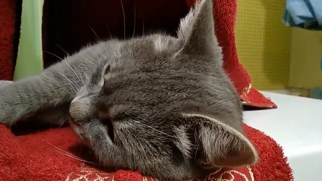 Тихий сон кошки Марты.