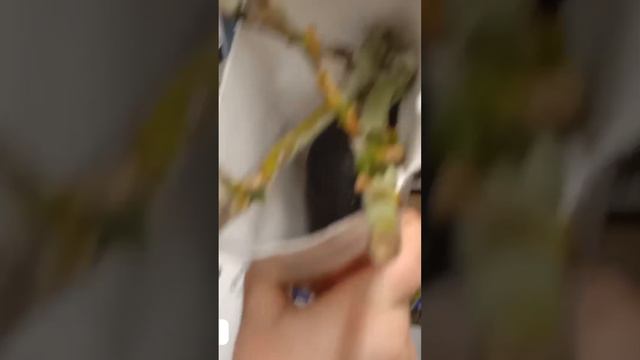 Как выбрать саженцы или как я пыталась не купить ужасные растения ✔️