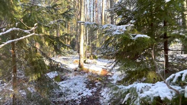 Виртуальная экскурсия по лесу - красивый зимний пейзаж / Природа зимой Декабрь 2022