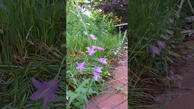 Campanula bell flowers "perennial plants"