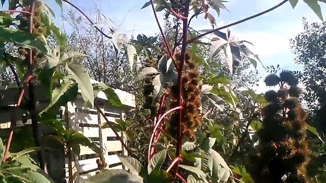 Как вырастить на даче пальмы.