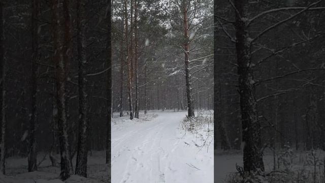 снегопад в сибирском лесу #shorts