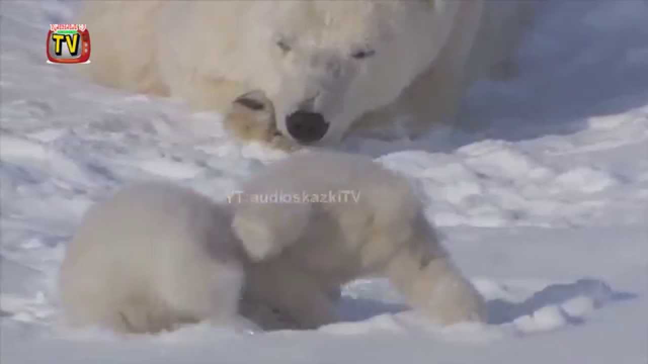 Детское обучающее видео про животных. Белый медведь. educational video