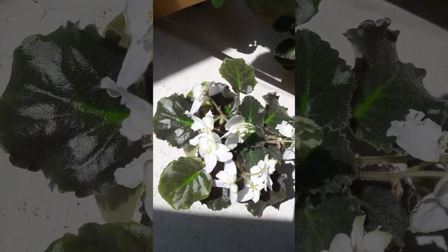 Фиалка ЛЕ-Подснежник
