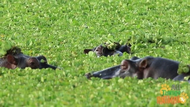  HIPPO   Animals For Kids  All Things Animal TV