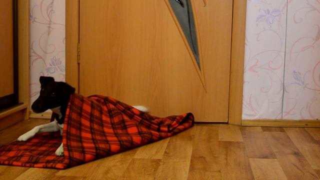 Как научить собаку заворачиваться в одеяло?