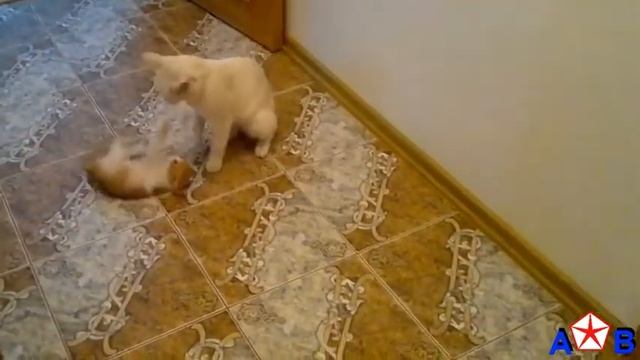 НАШИ ЛЮБИМЫЕ КОТИКИ/OUR CATS