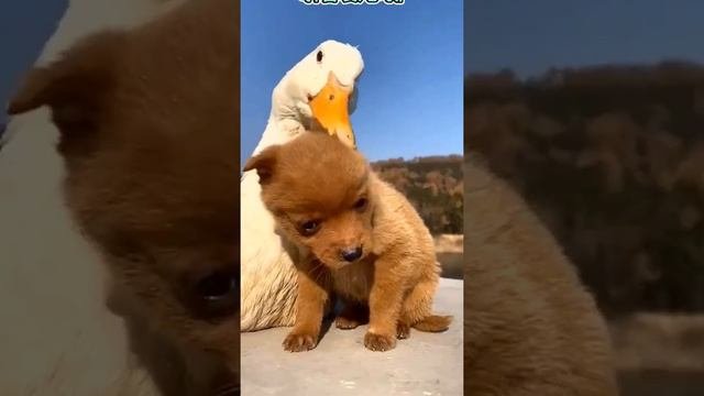 Duck ,dog ,pig ,with playing funny show cute cute and smart