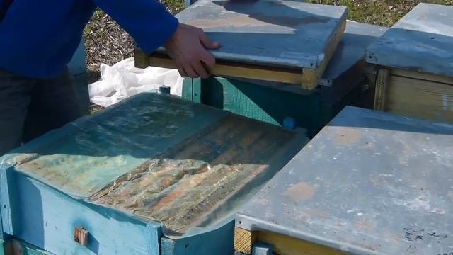 Технология содержания, промышленная пасека карники. Пакеты украинской степной пчелы