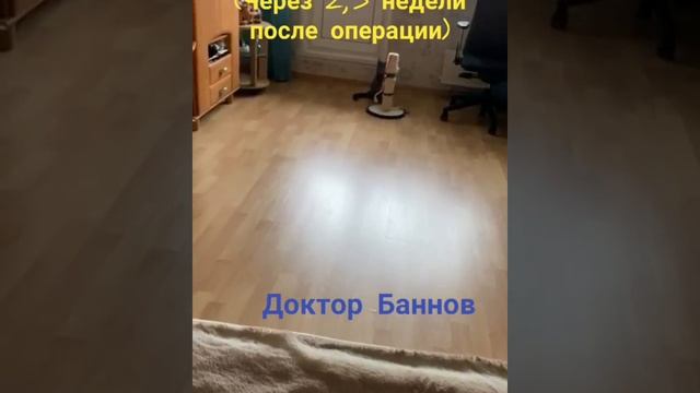 Остеосинтез у кошки.mp4