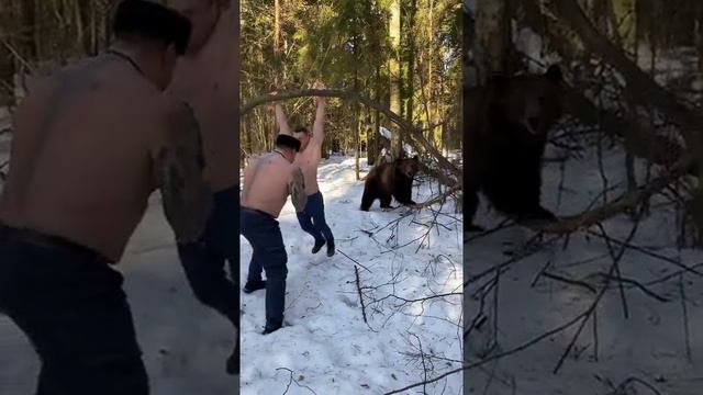 Медведь тренирует парняг 🌞