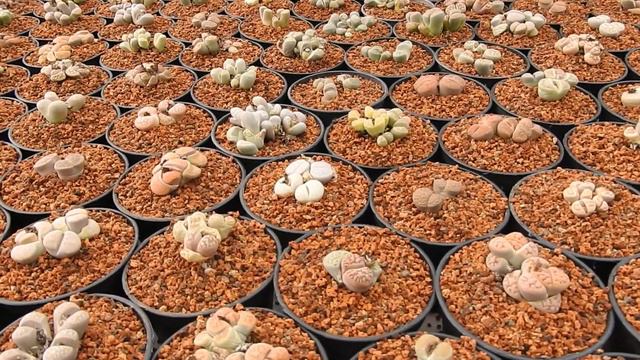 Visita Virtual a Sossusvlei, el paraíso de las plantas Africanas en México. Tercera parte.