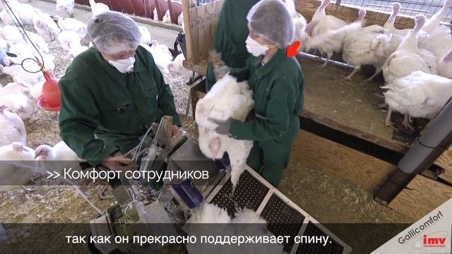 Cтанок для осеменения индеек IMV Gallicomfort