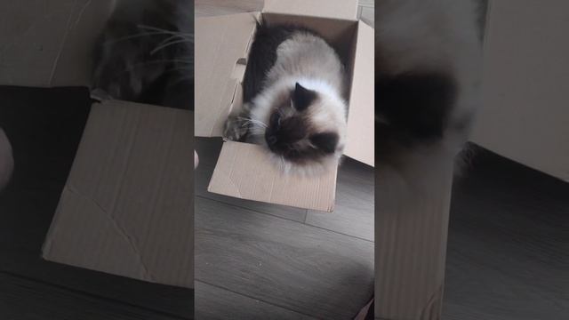 УЮТНАЯ КОРОБКА ? БОСИК