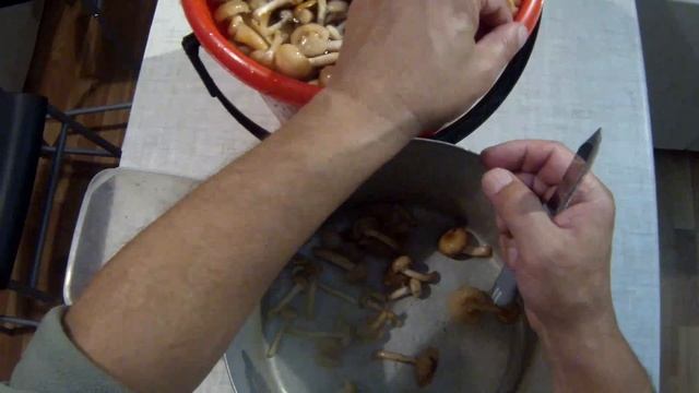 Почистить-перебрать грибы опята