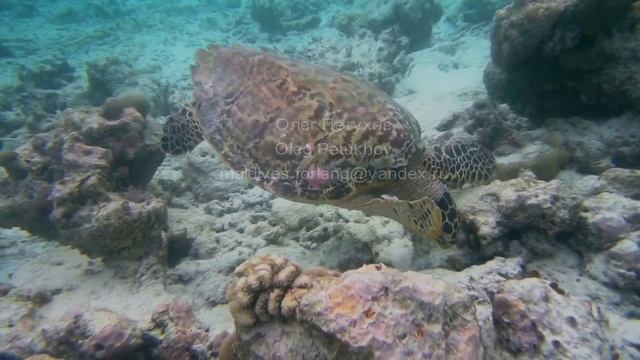 Мальдивы. Maldives. 马尔代夫。 114