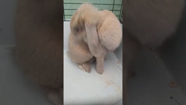 Кролик Буся умывается 🐇